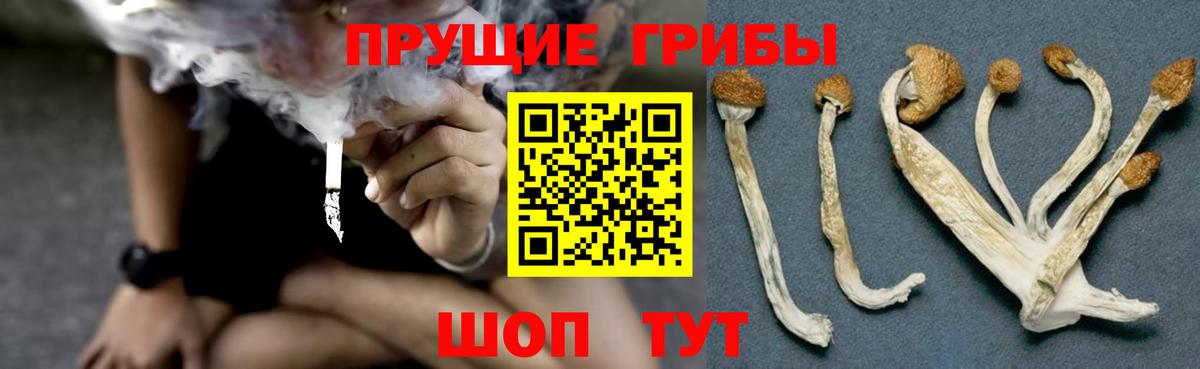 Псилоцибиновые грибы мицелий Борисоглебск